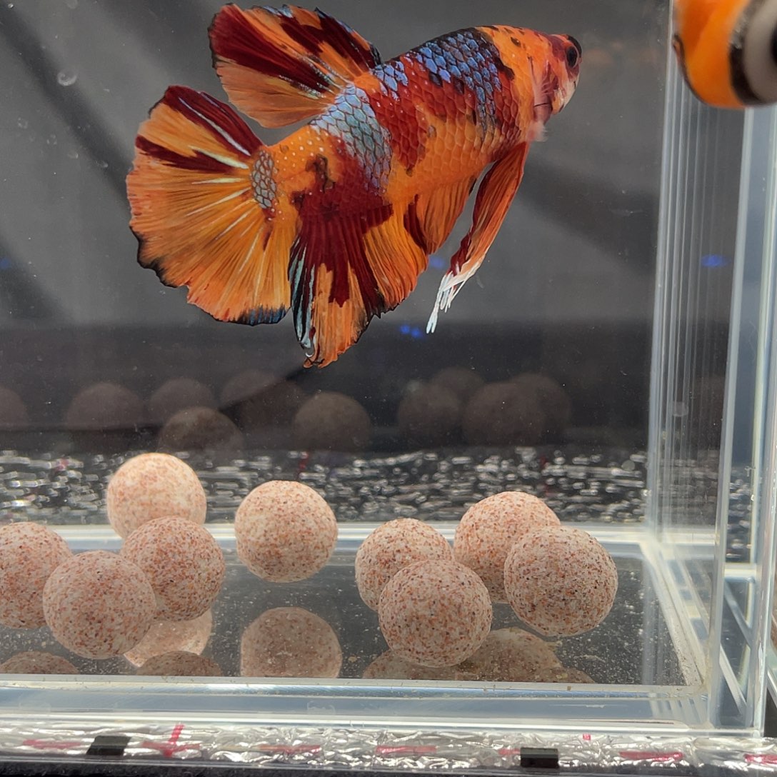 斗鱼12.11 巨斗将军 09