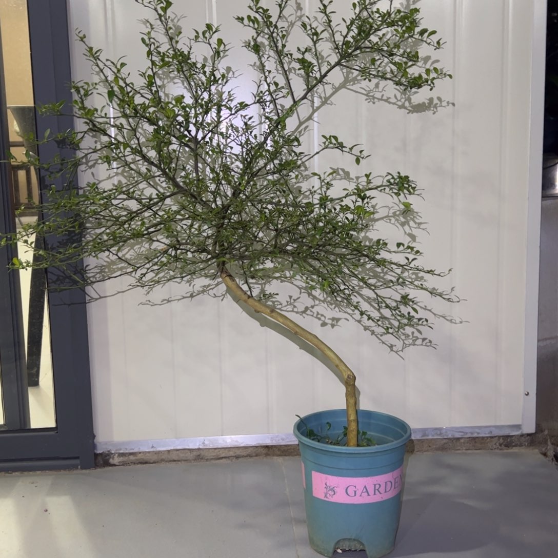 绿植盆栽花卉植物