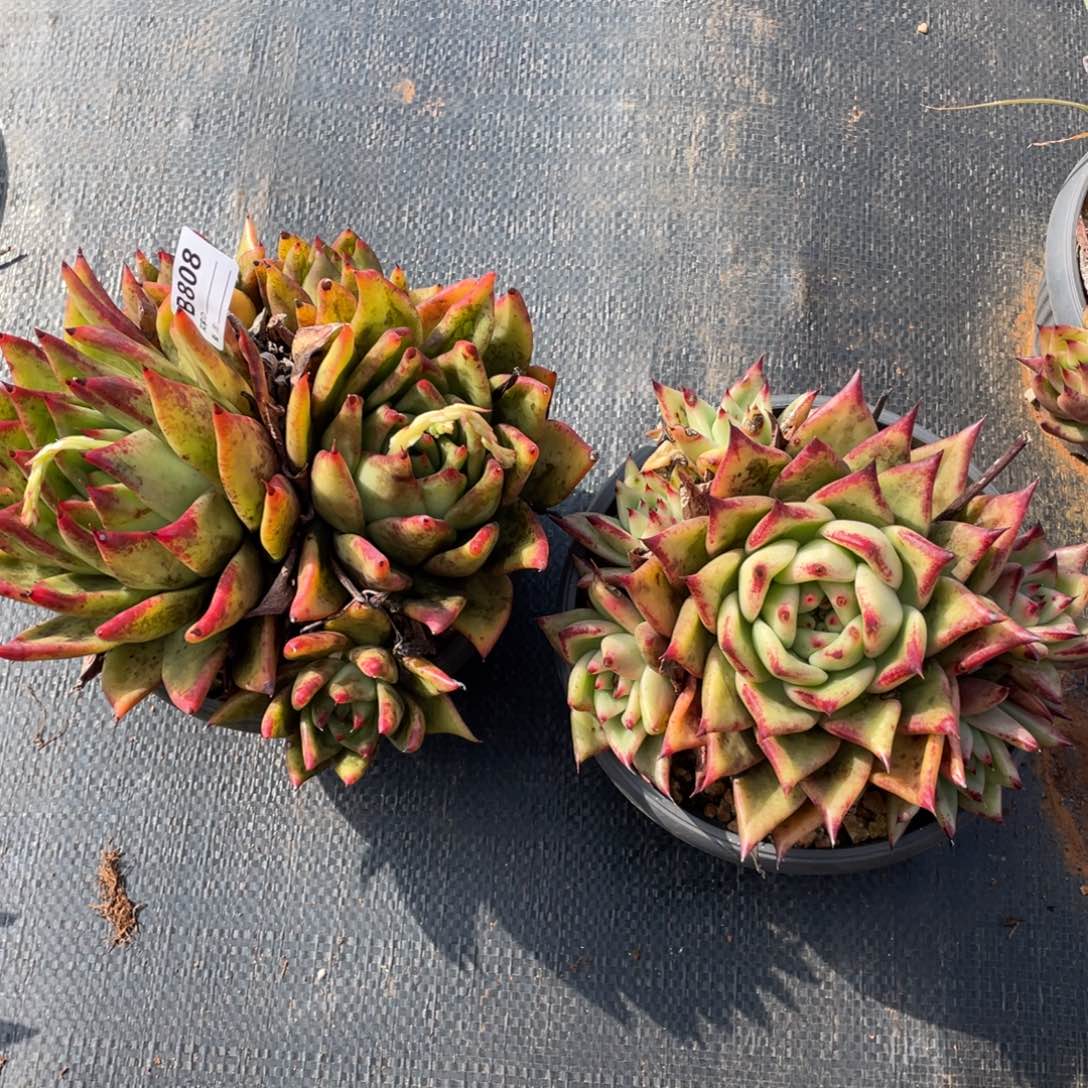 无花朵若如东云组拍B808