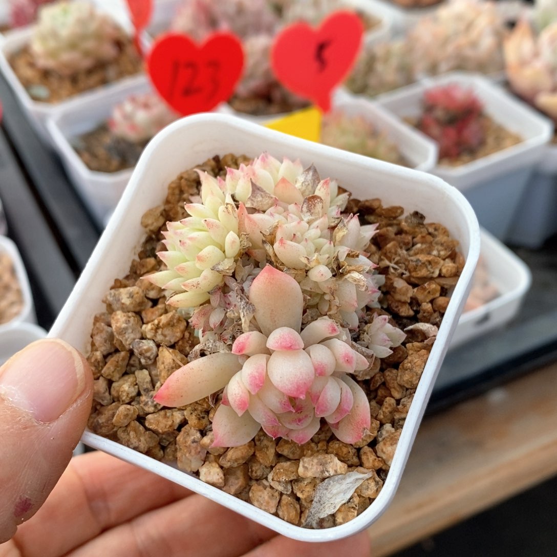 精品多肉一物一拍不包整24