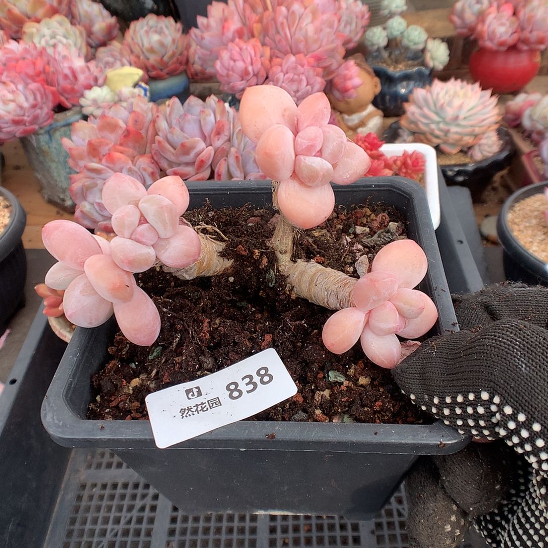 838香水多肉植物6666