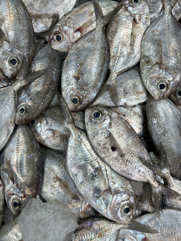 湛江本港野生肉鲳鱼 南鲳鱼 肉质细嫩 一条主骨