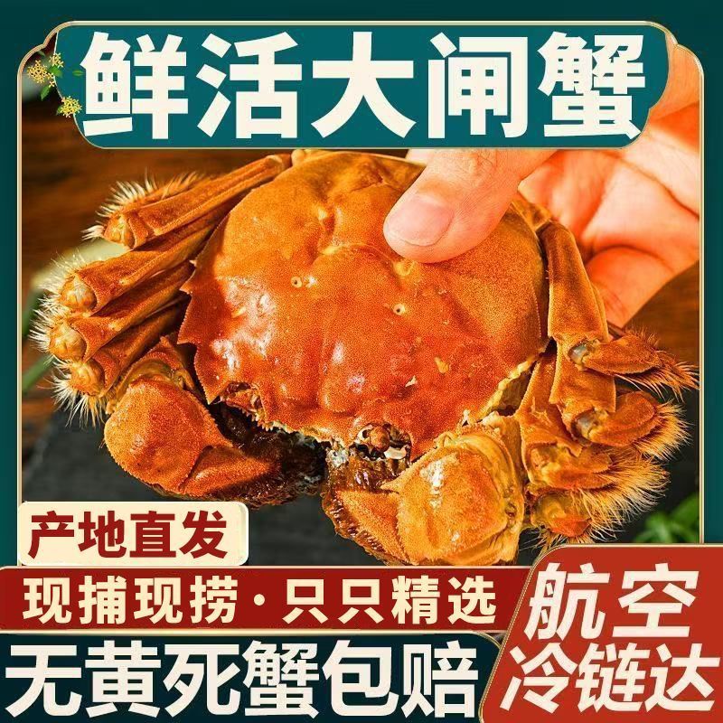 【4.5两公+3.5两母】6-10只金蟹汇精品螃蟹鲜活包活固城湖大闸蟹