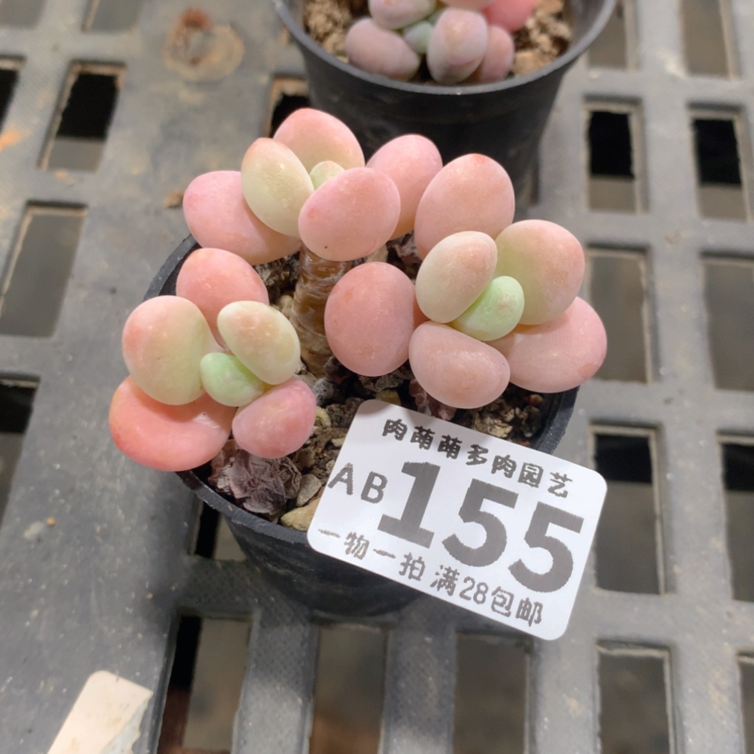 肉萌萌拇指盆精控多肉AB155