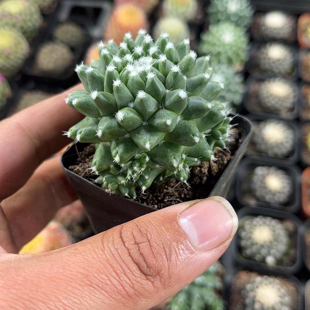 雪糕单头发货单头发