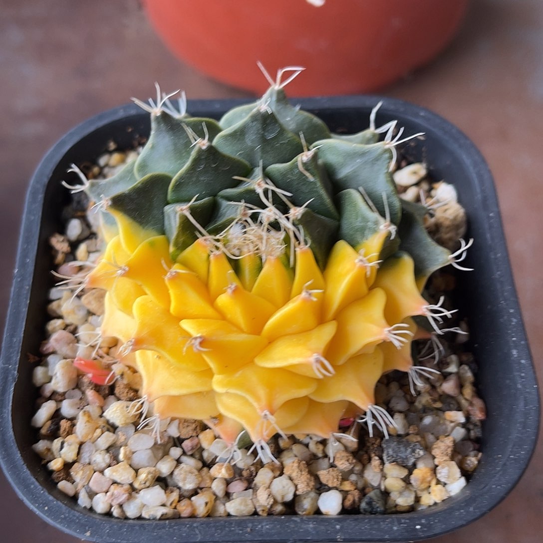 帝冠锦四大名球之一