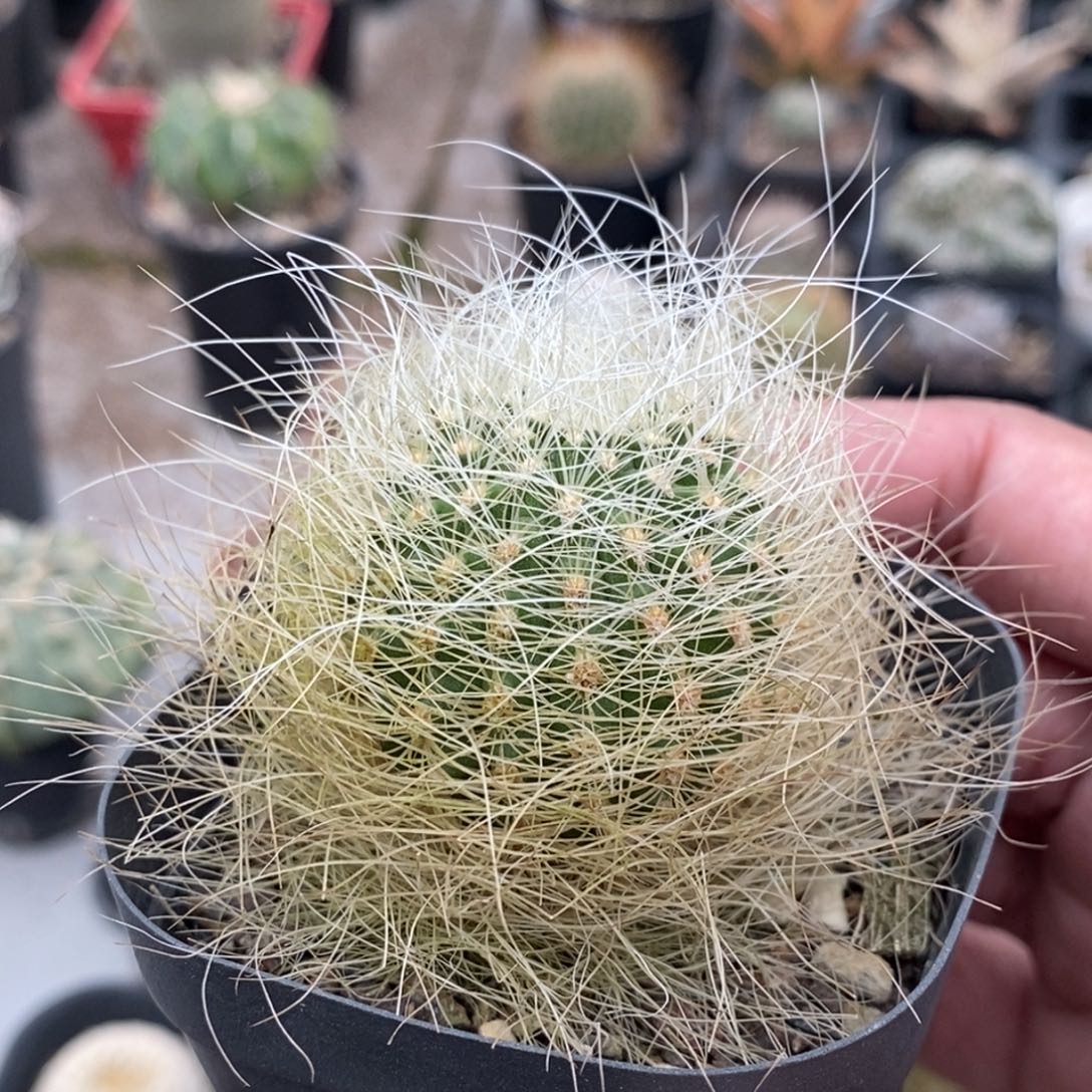 植播园艺优选银翁玉