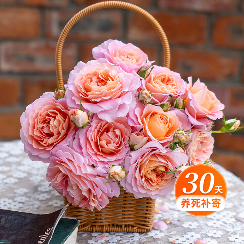 天狼月季 知秋 自育多季节开花月季低维护直立型中大花盆栽