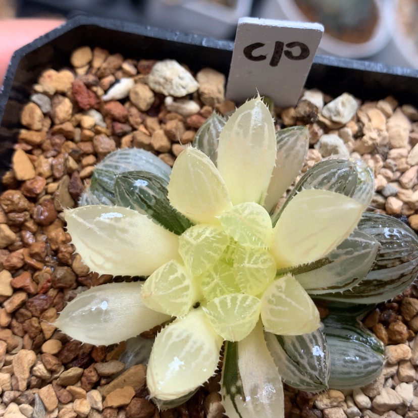 【闪购商品】10楼兰