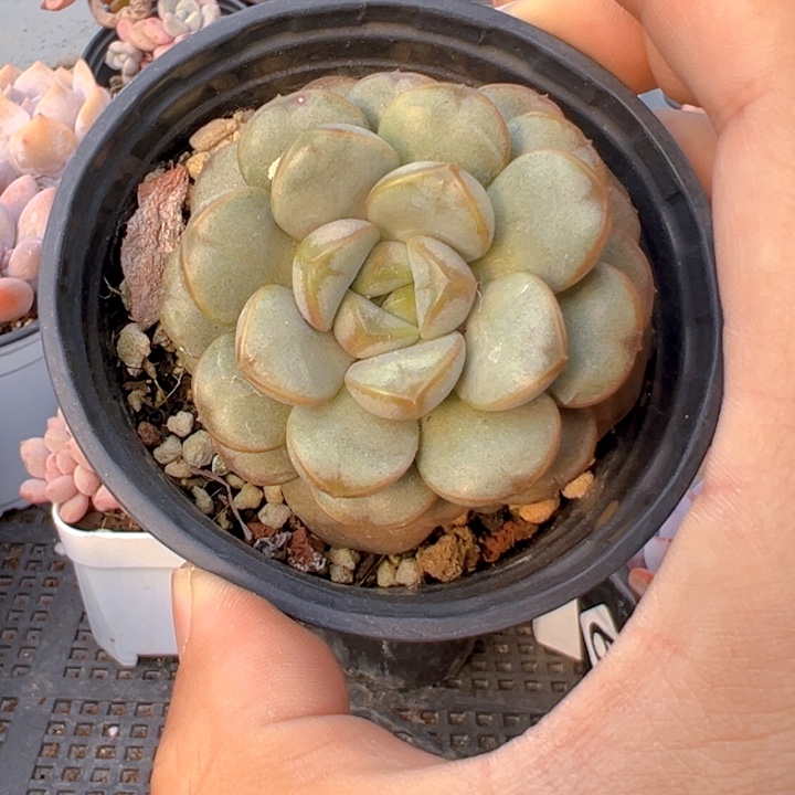 葡萄【一物一拍】香尔卉园艺