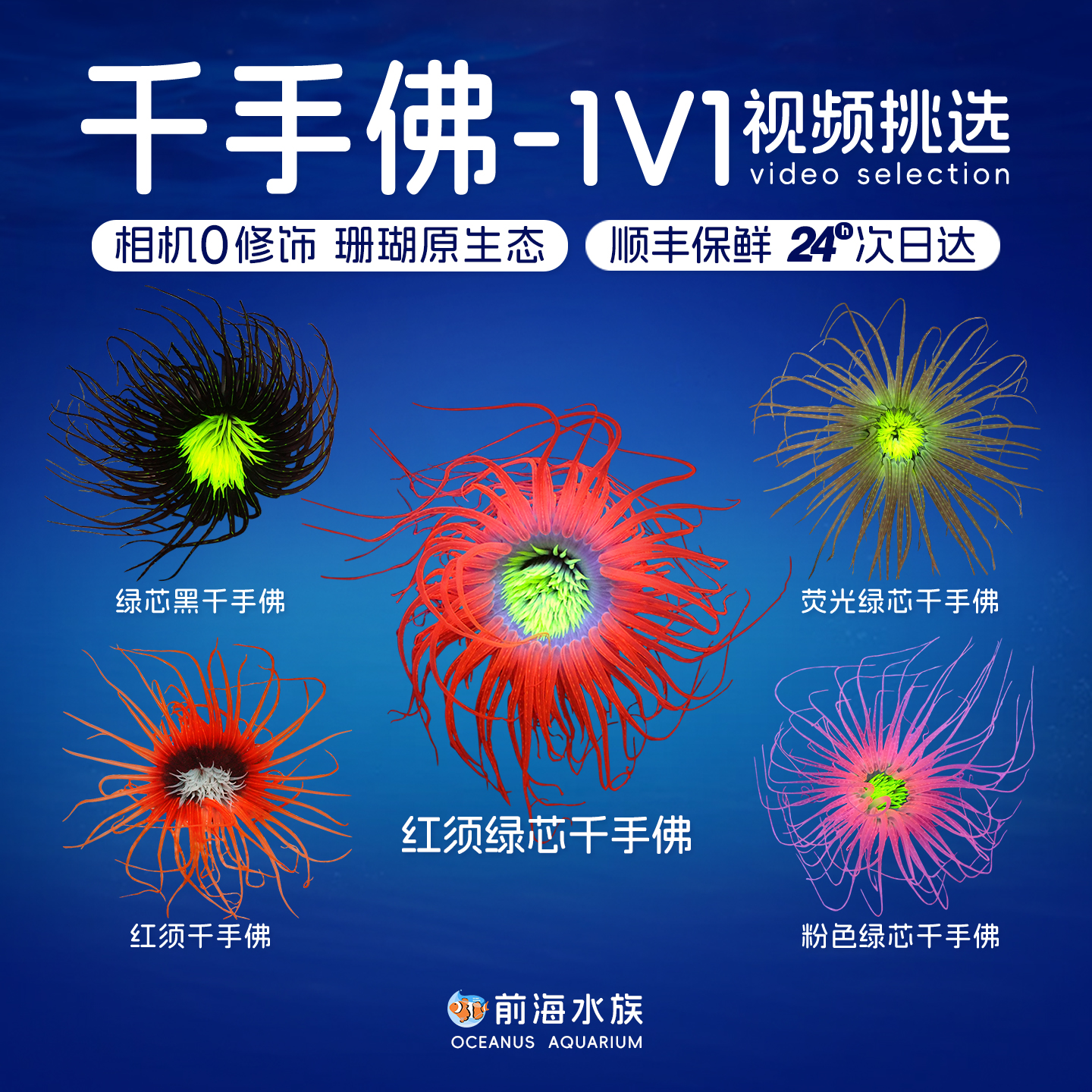 千手佛珊瑚海葵活物活体LPS紫须千手佛红须绿芯海水观赏鱼人工