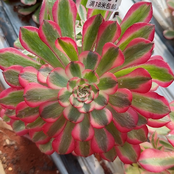 多肉法师粉铜朵朵