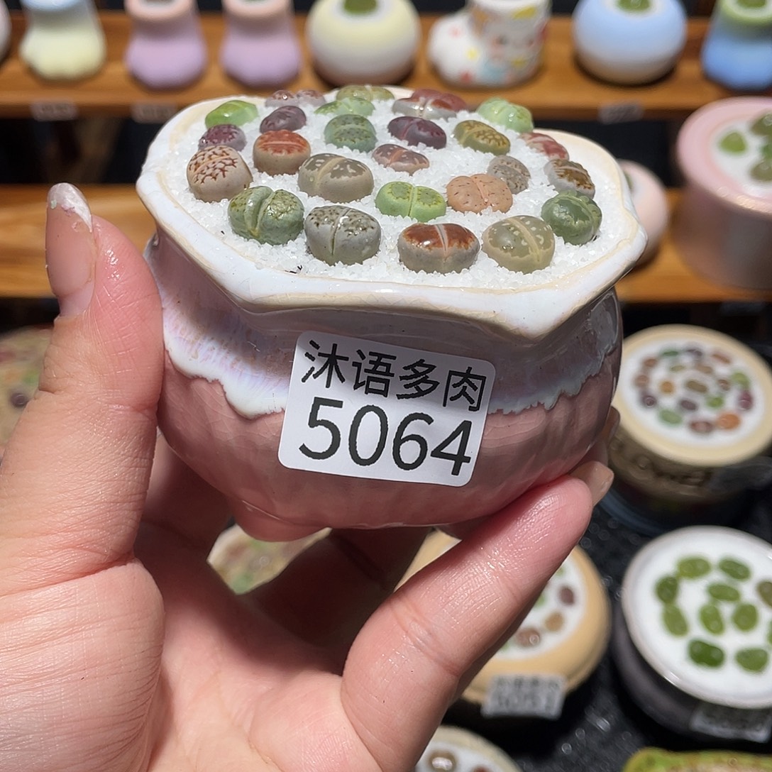 带盆土植物 一物一拍5064