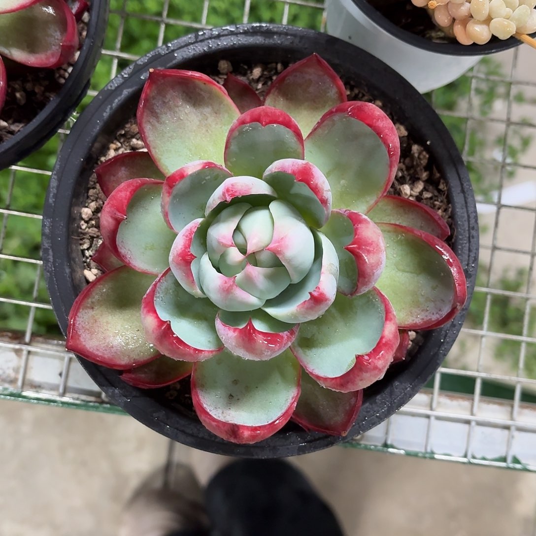 惊鸿仙子15㎝盆参考