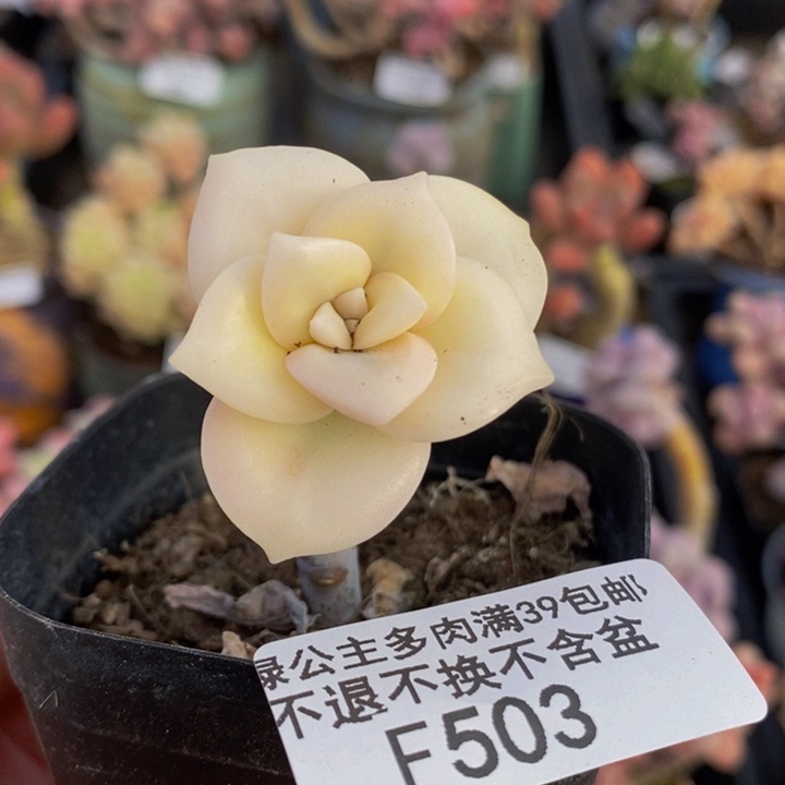 彩虹锦503多肉植物