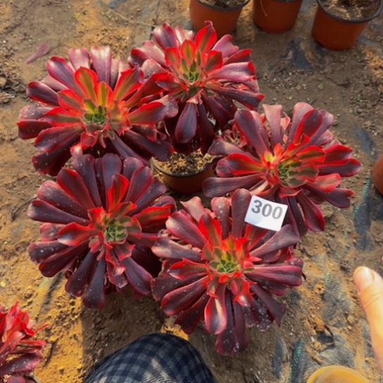 会***云美杜莎5棵3号棚300