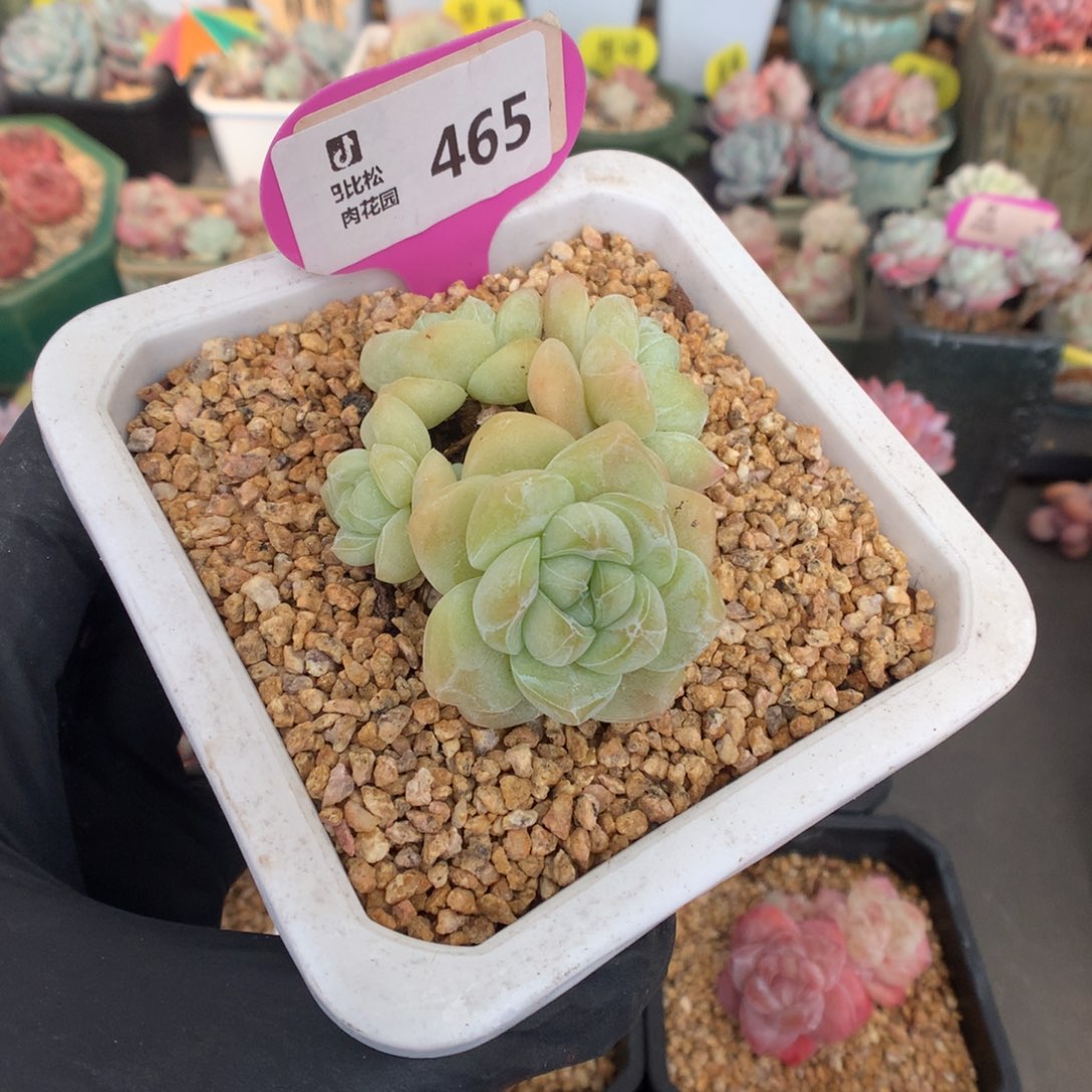 465 翡翠钻石冰玉多肉