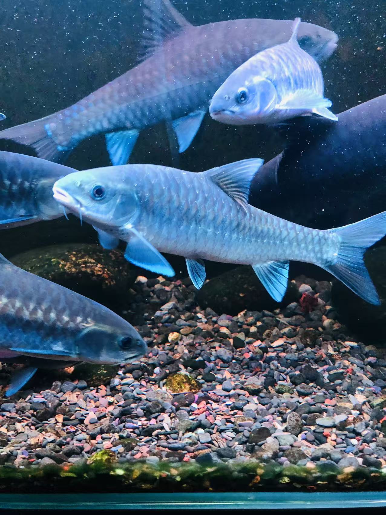 15厘米左右的大鳞和红尾桥街各一条