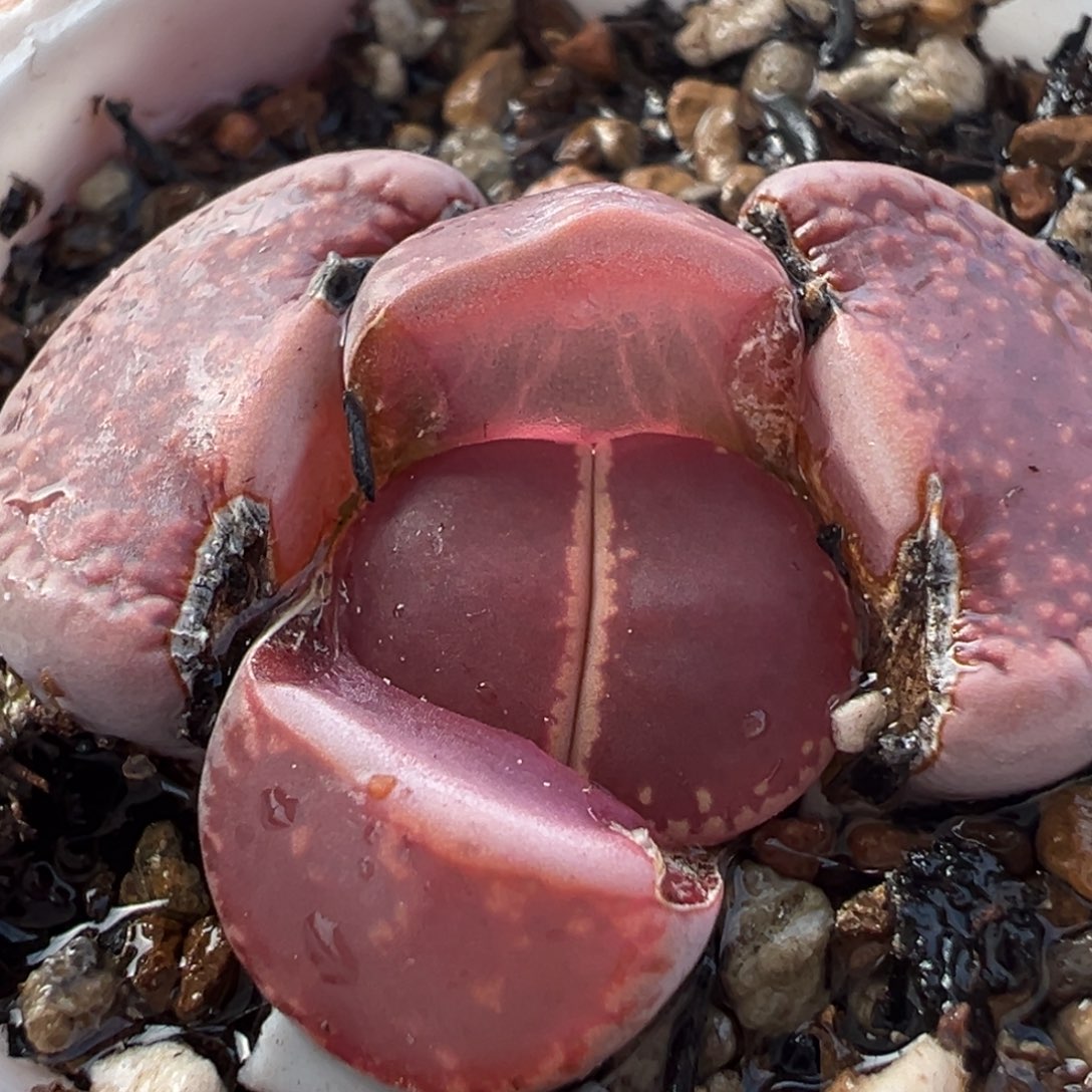 685多肉植物种类和