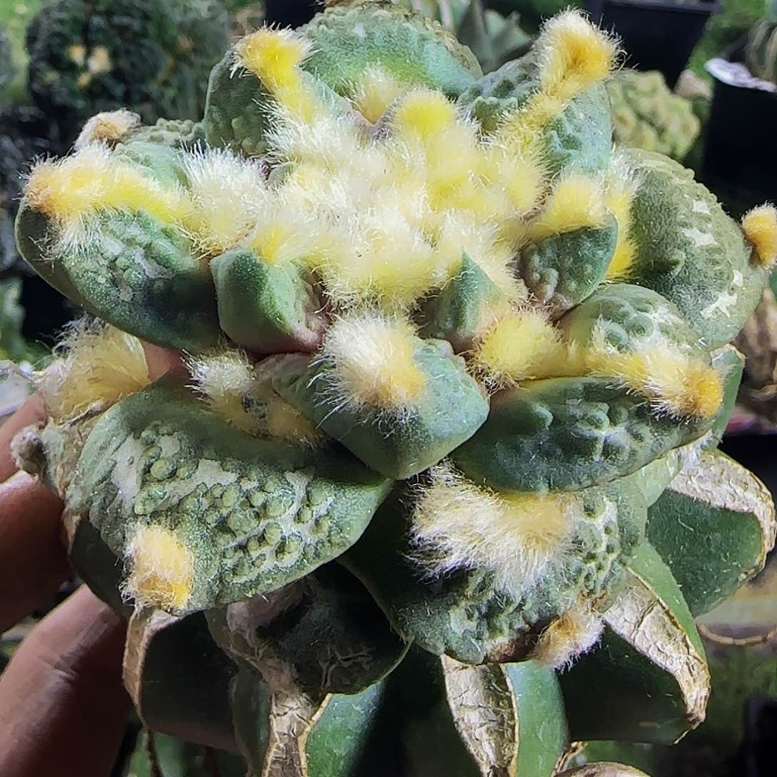 钩尤龟甲怒涛350