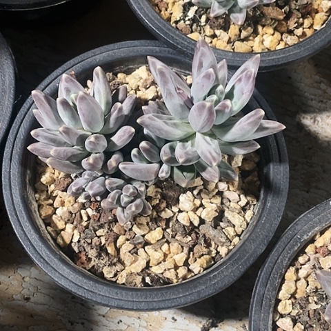 乌拉克拉18一盆888888