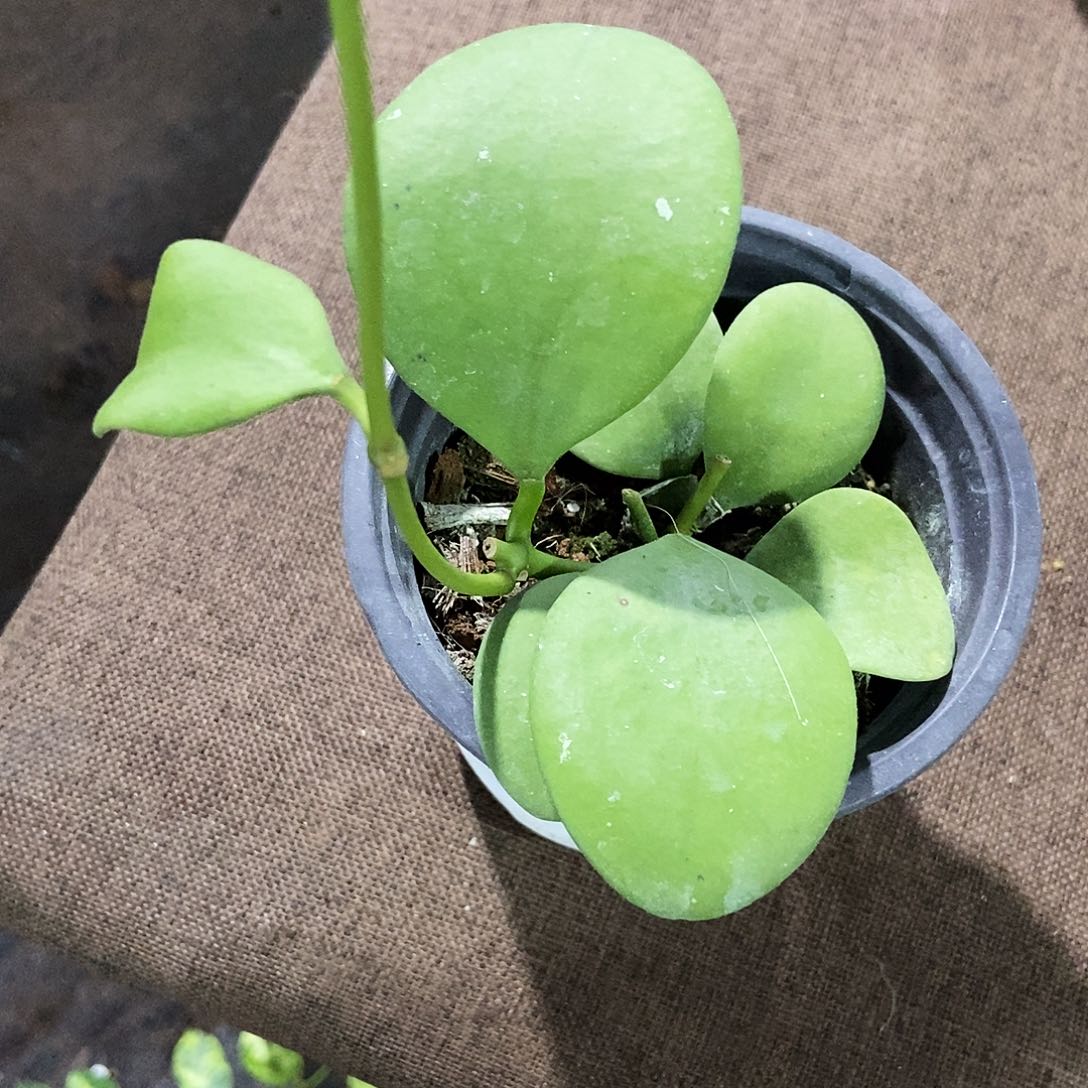 完全开放卡斯堡球兰29