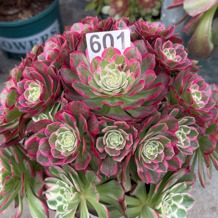 601莲花20厘米左右