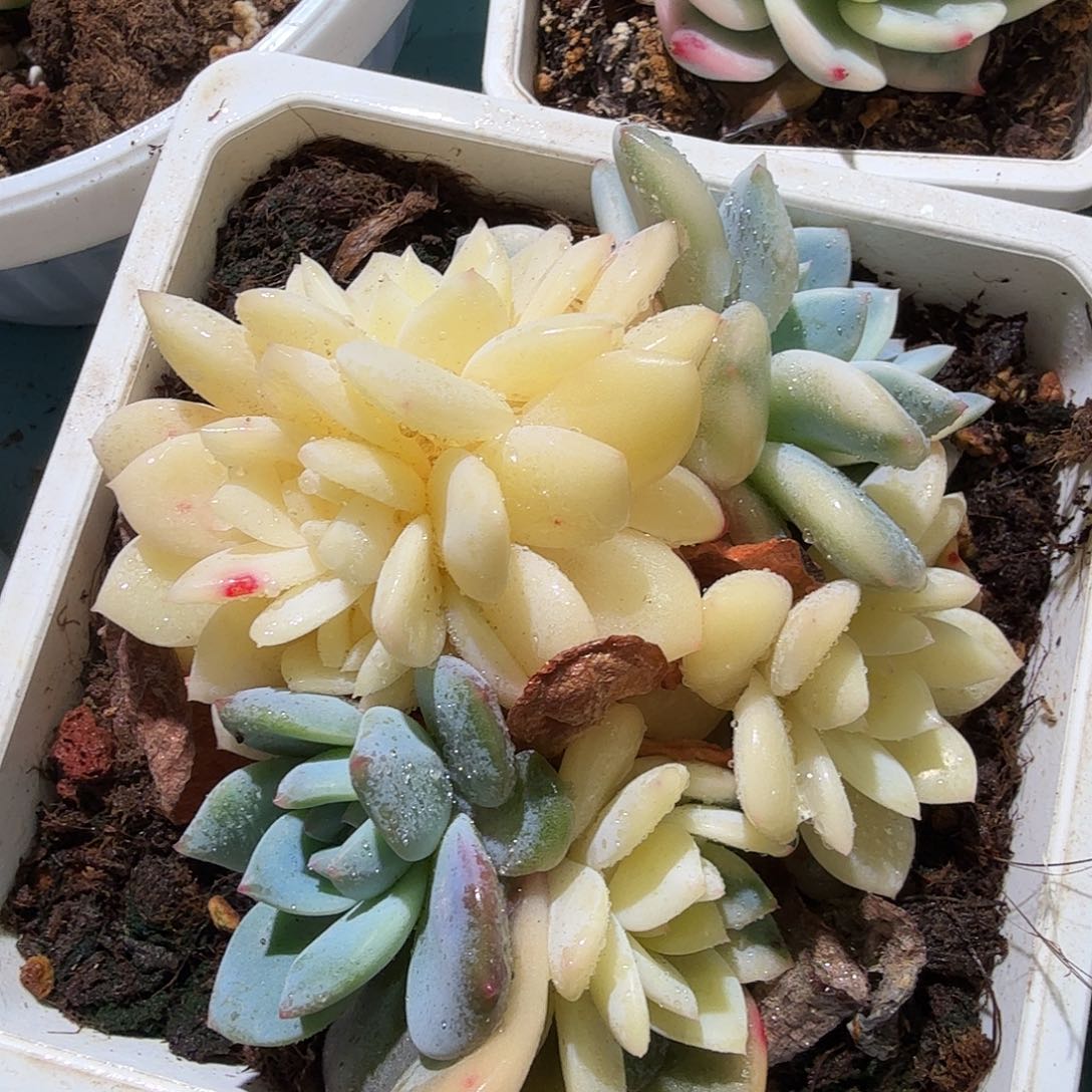 橙梦露锦底座，多肉植物