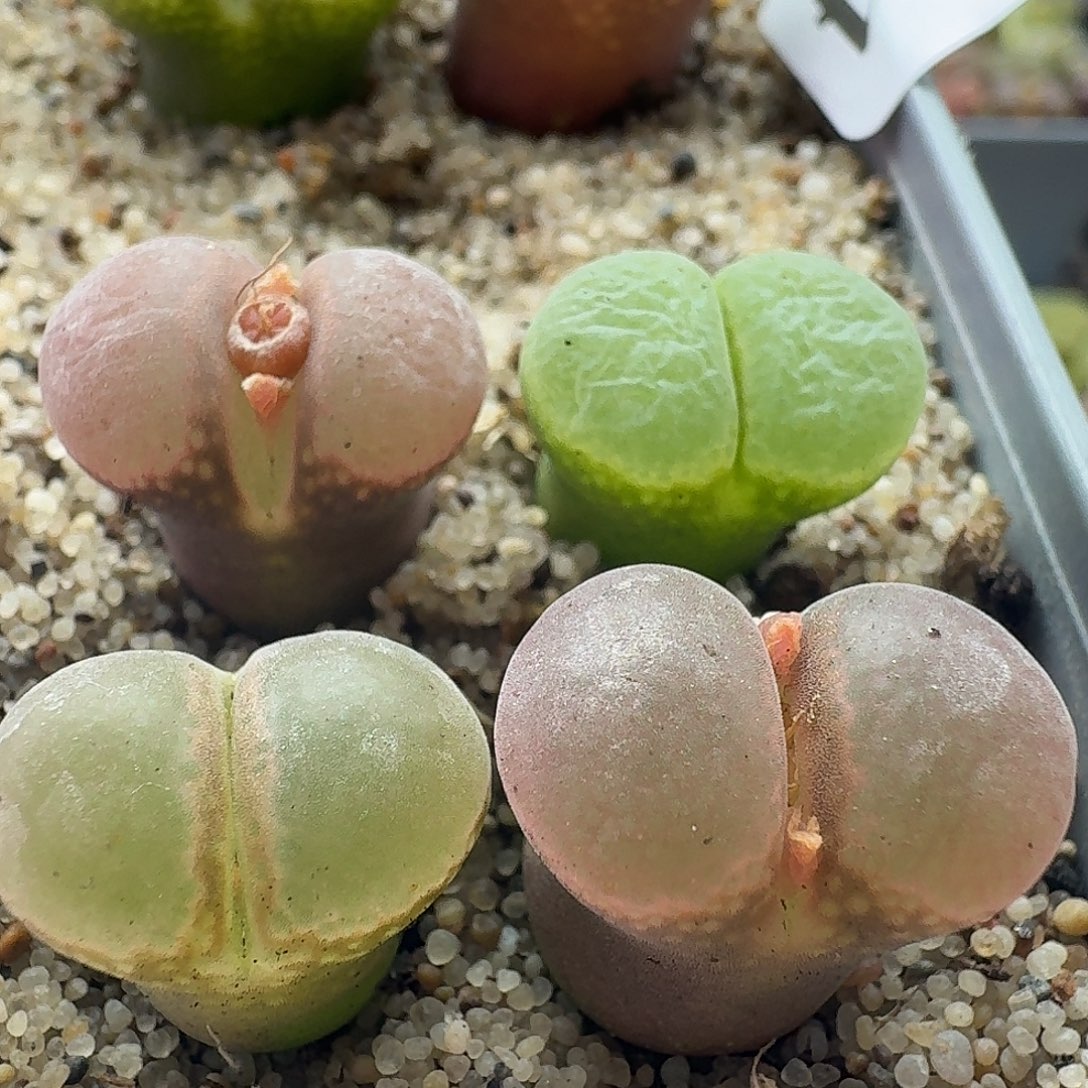 2333风铃玉4颗1.6厘米