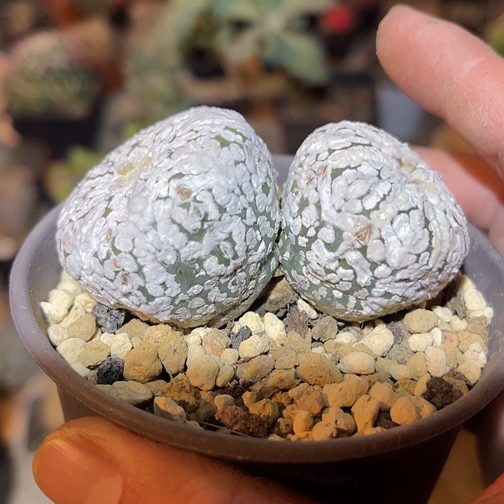 满38包邮2天凑单，脱土晾根发货多肉植物