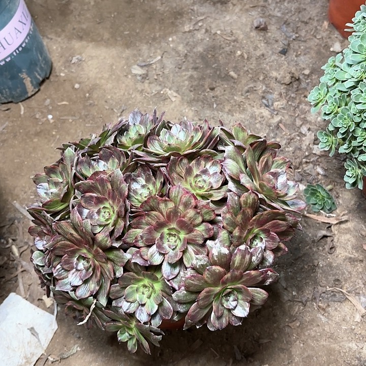 多肉植物红丝绒20