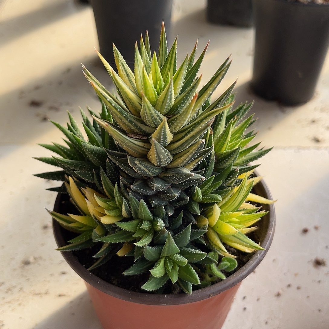 古笛锦一物一拍下单包邮