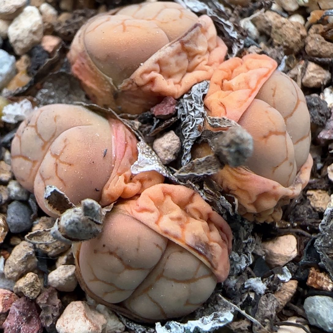 3.10，c188云映，9004