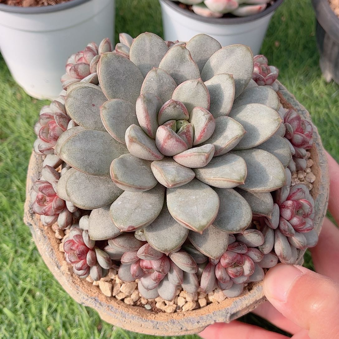 韩版葡萄捧花多肉