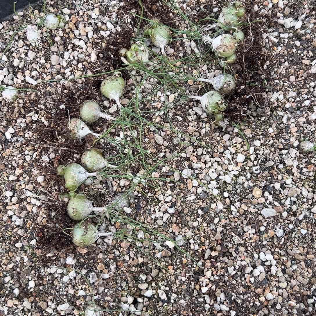 景****13颗，泰迪，一物一拍