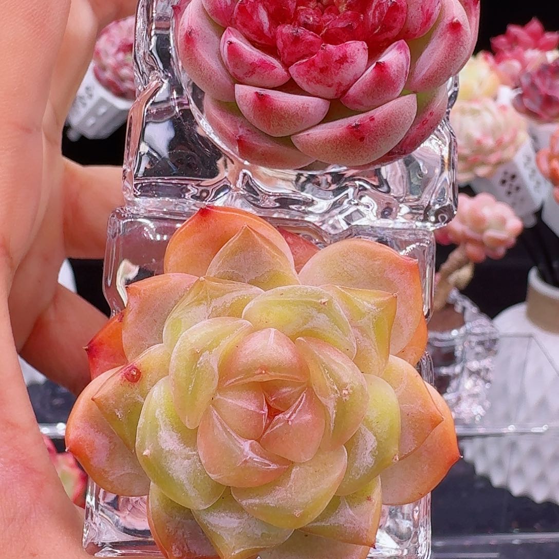 无土栽培冰魄➕天鹅绒