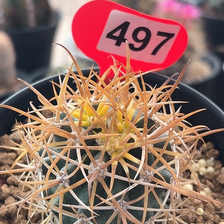 仙人球实生金冠龙