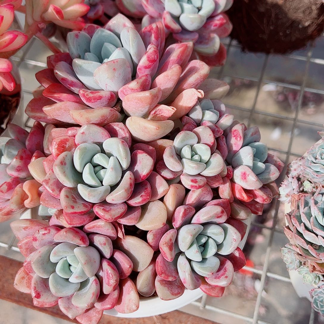 花斑露多头造型精品特价