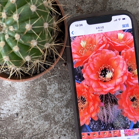 威尔刚，4公分左右