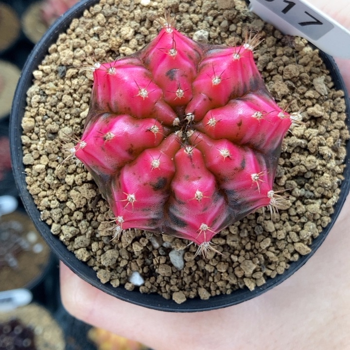 晴天 Sunny day米哈仙人球