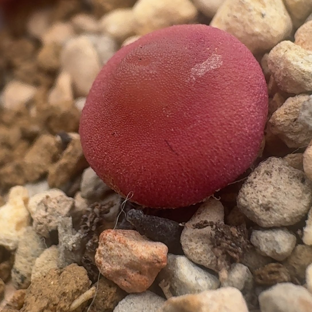 哈默灯泡车厘子色 嘟嘟嘴尺寸0.95