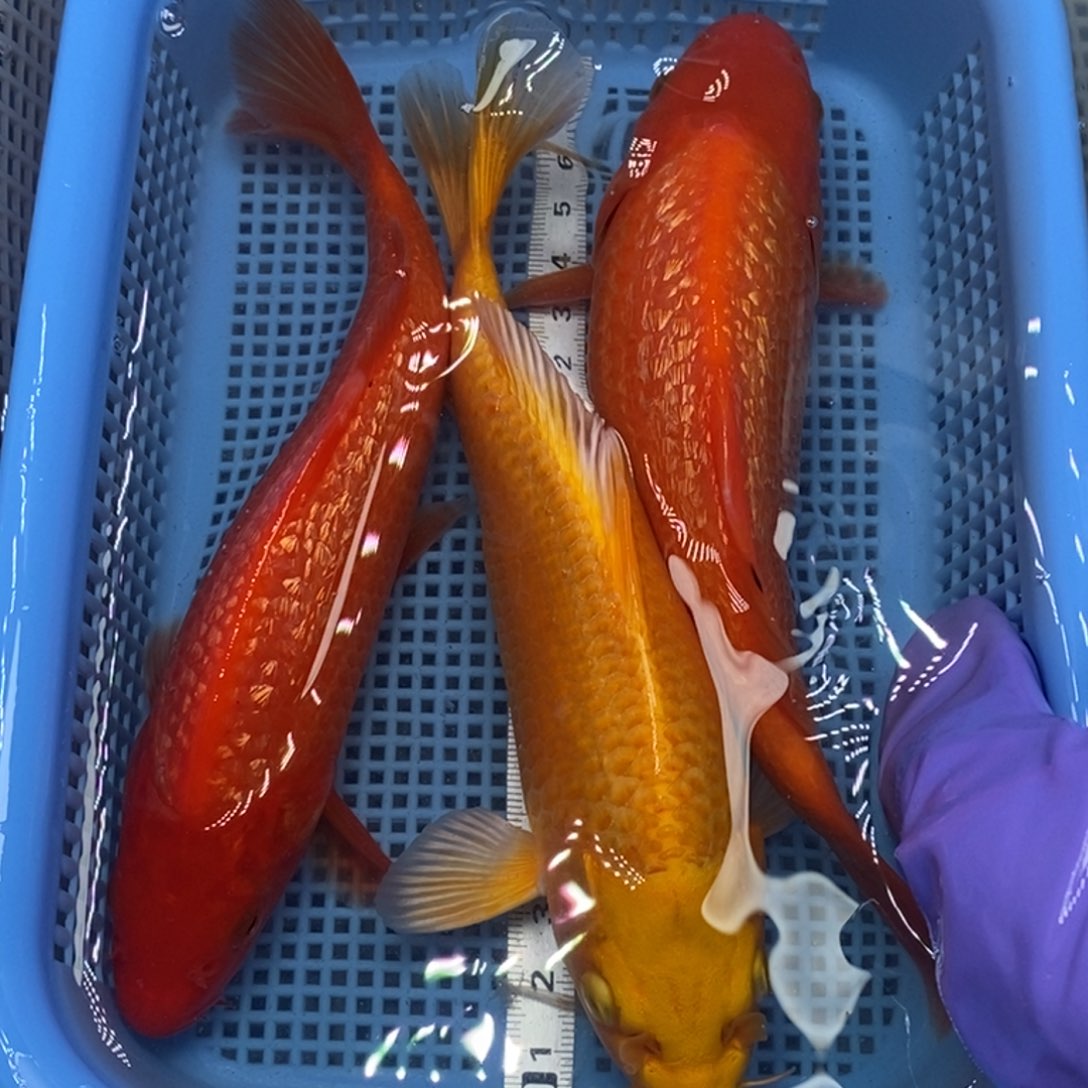 锦鲤冷水锦鲤包邮