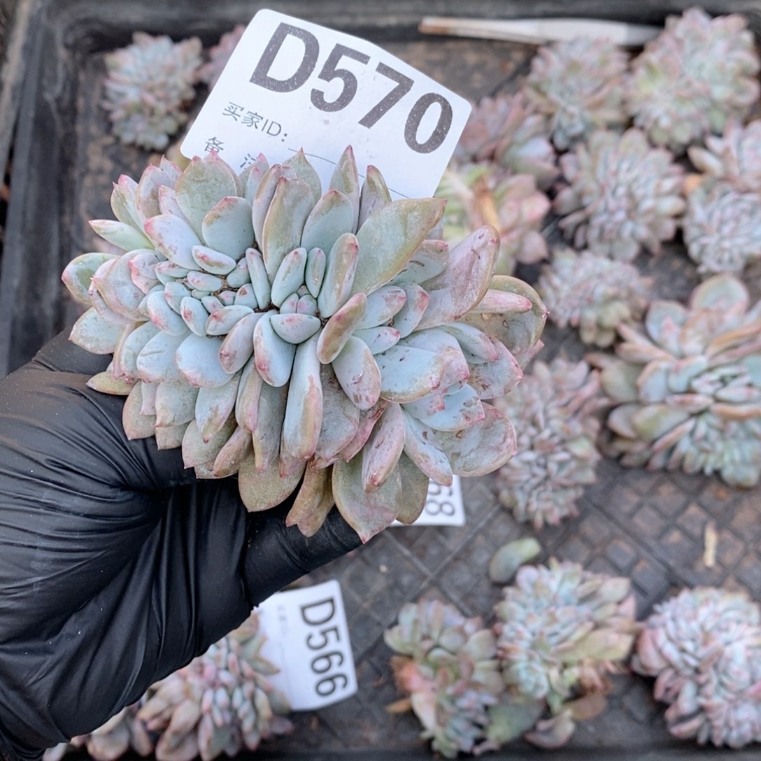 *****570 石榴籽缀哇哇哇