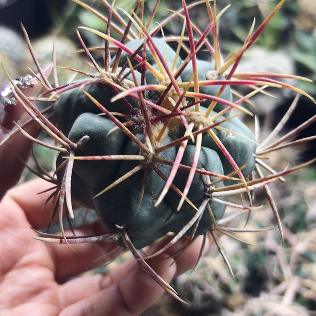 菲冠龙仙人球66666666