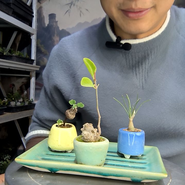 浮***梦中青园艺一物一拍花490