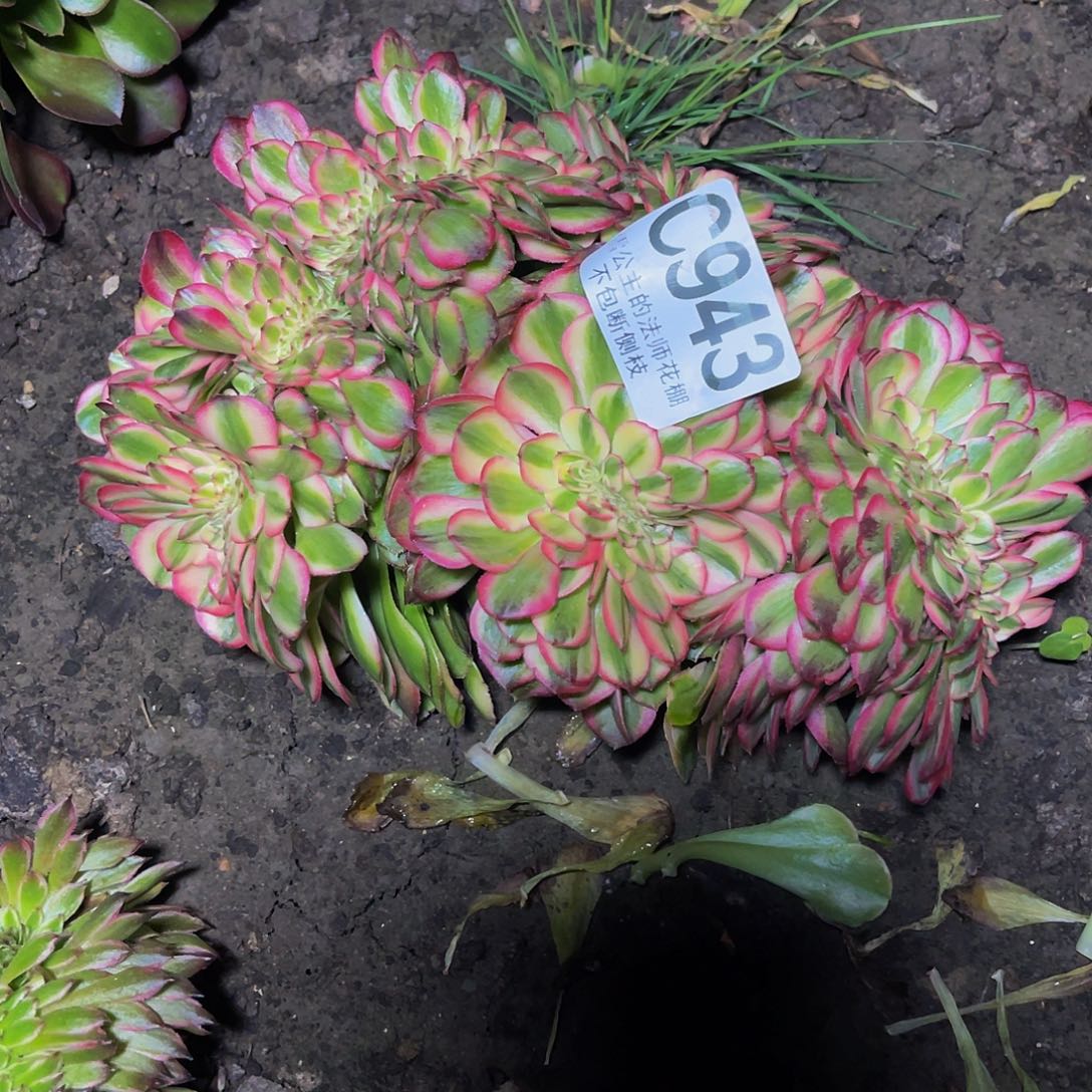 法师法师28//47包邮法师