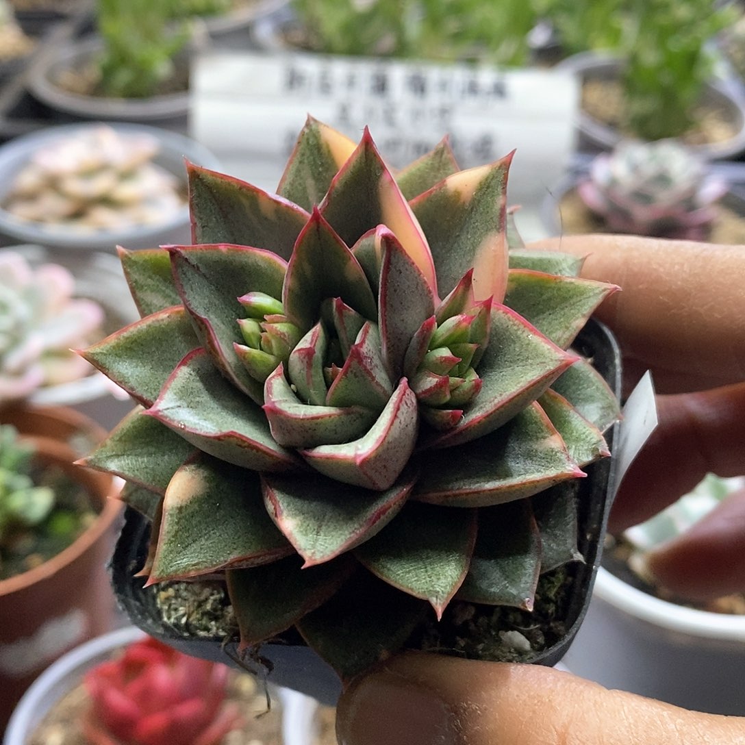 1712麒麟座锦多肉