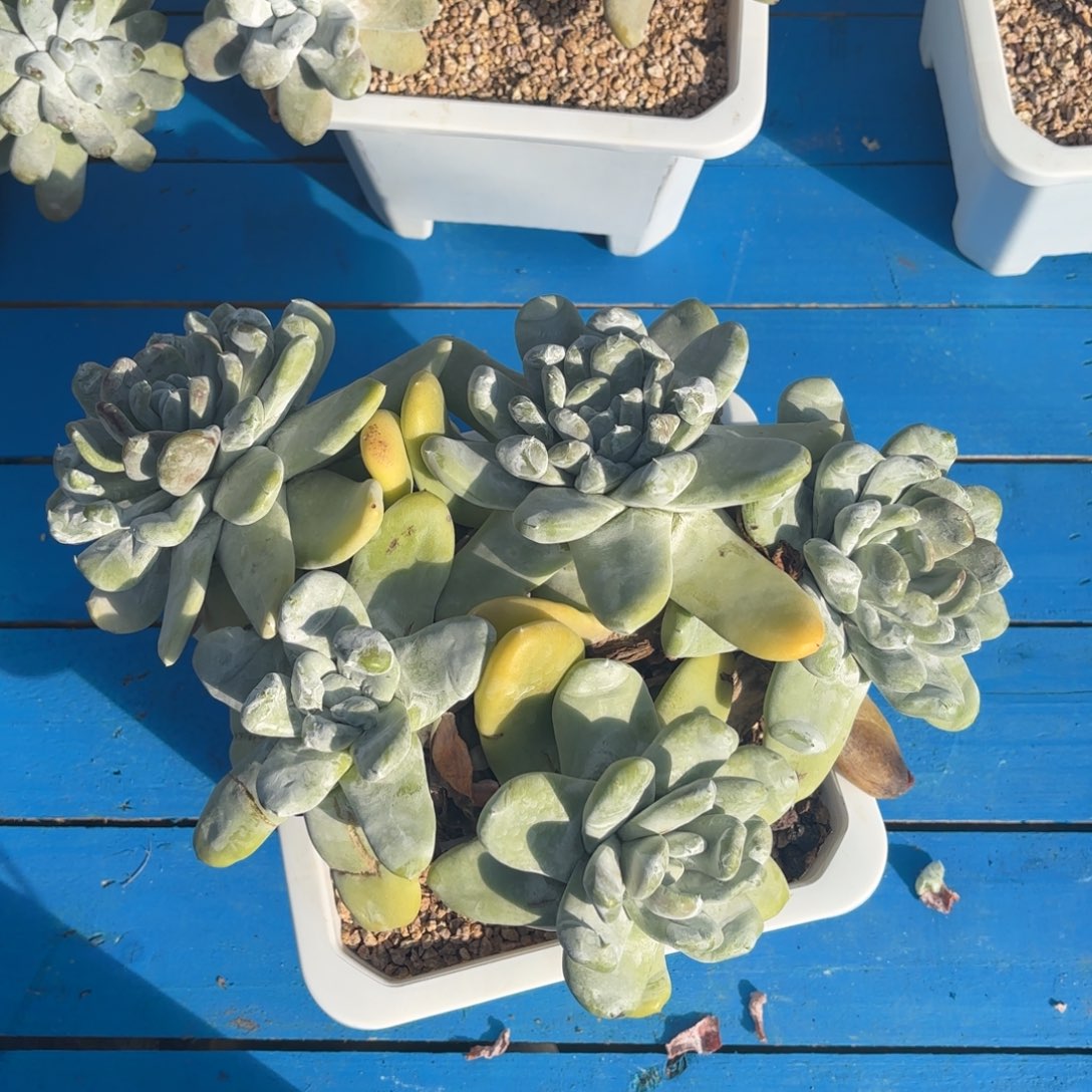 煜***妈拇指，仙女杯多肉。