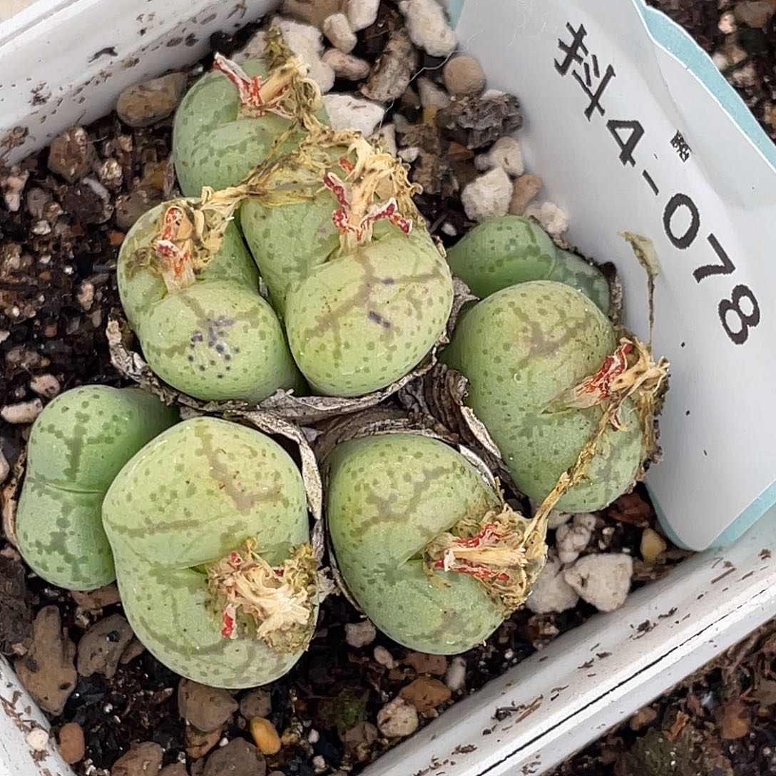 4-78猴多肉植物肉锥