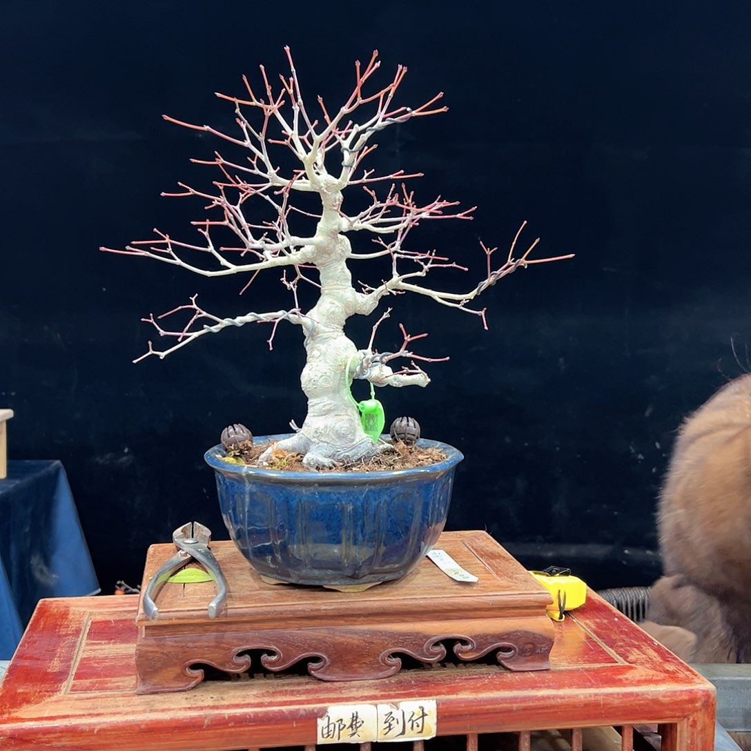 兰***1无花朵杜鹃花的诗作